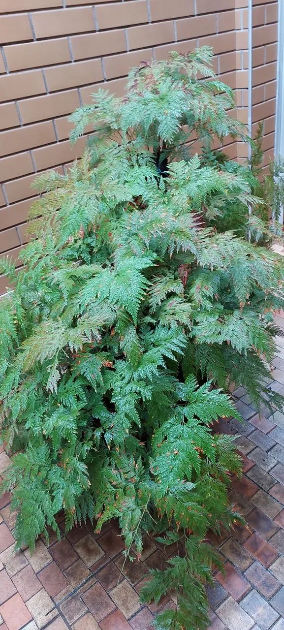 Samambaia exuberante para seu jardim