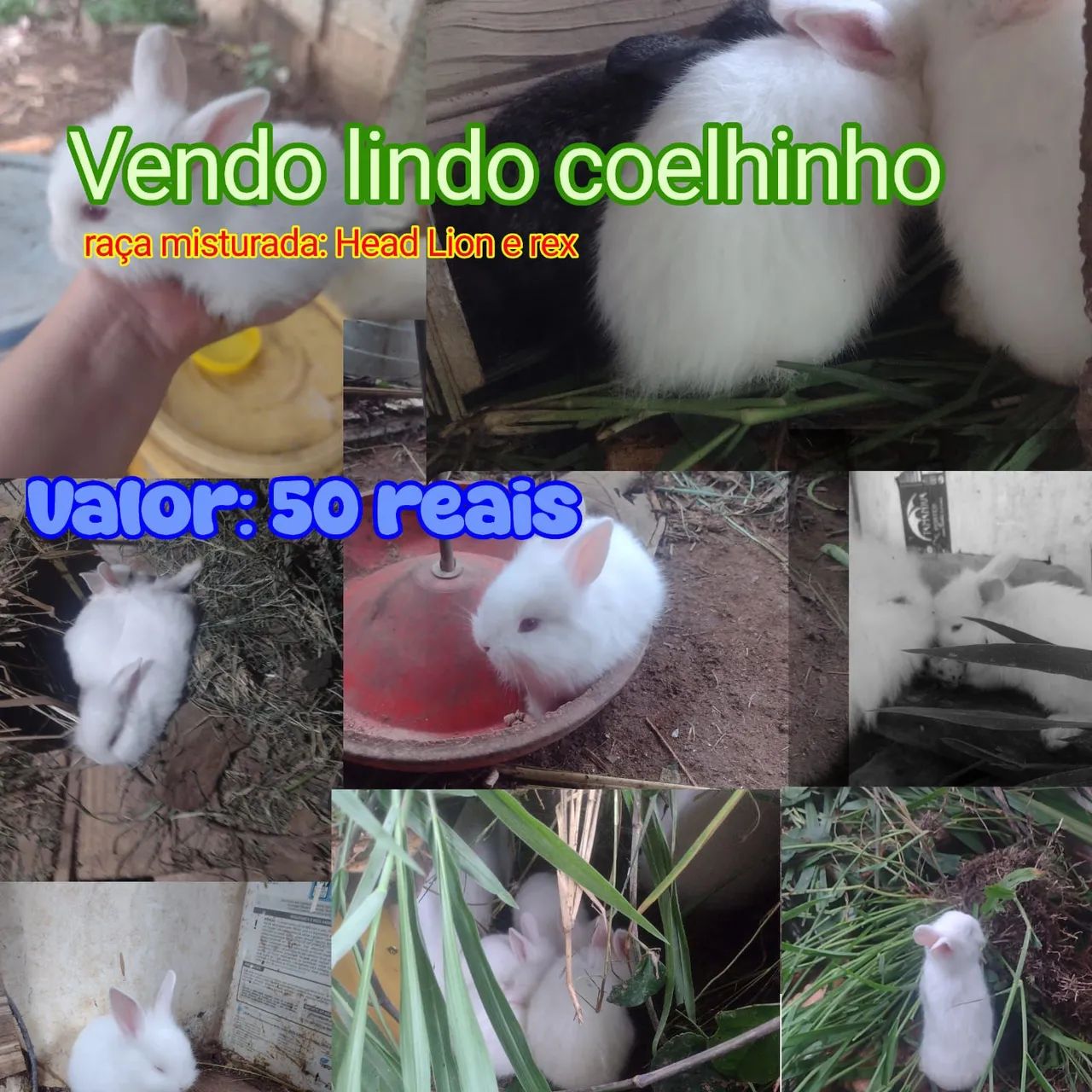 Lindos filhotes Head Lion