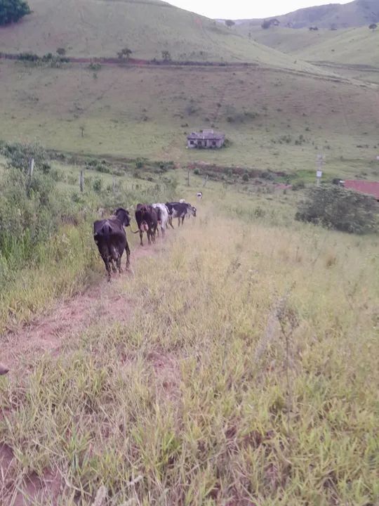 Vaca leiteira   - Foto 6