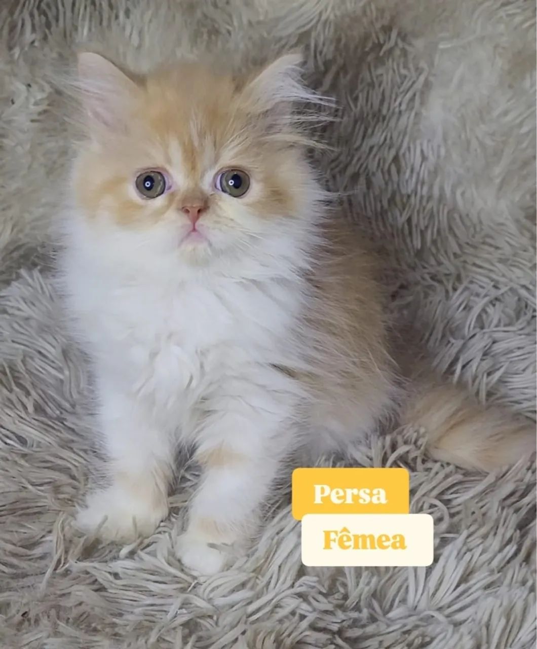 Gata persa  - Foto 3