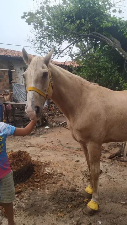 Vendo cavalo quarto de milha  - Foto 3