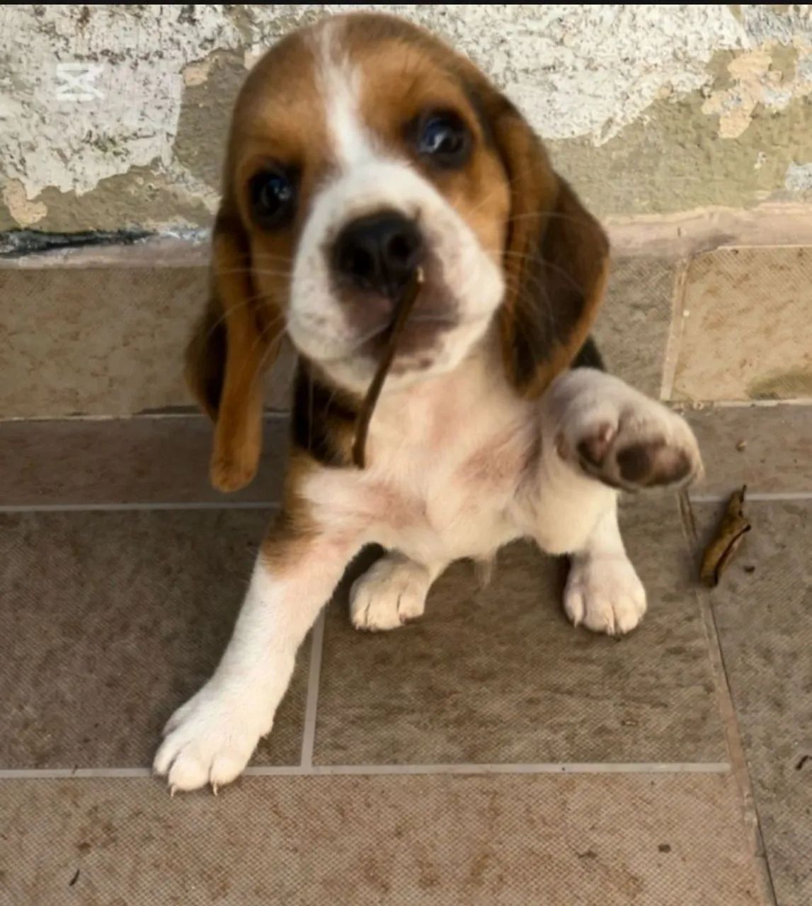 Vendo Beagle Filhotes Nasceram dia 02 de Fevereiro - Foto 3