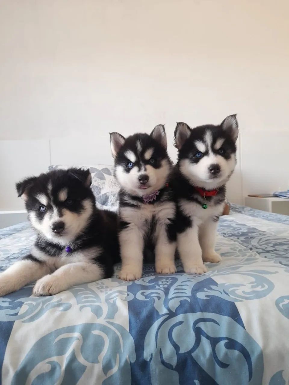 Husky Siberiano