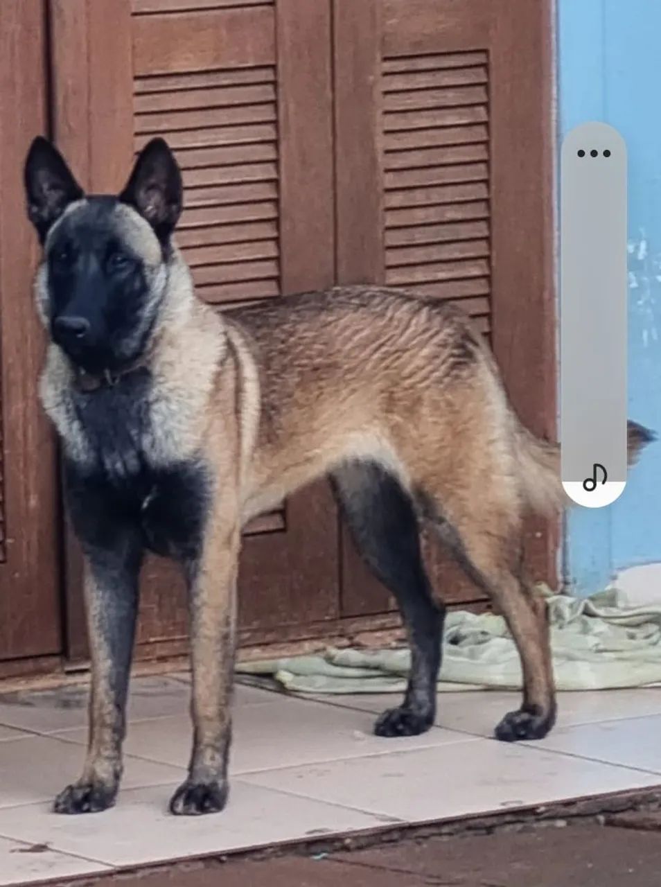 Pastor malinoa filhotes top - Foto 2