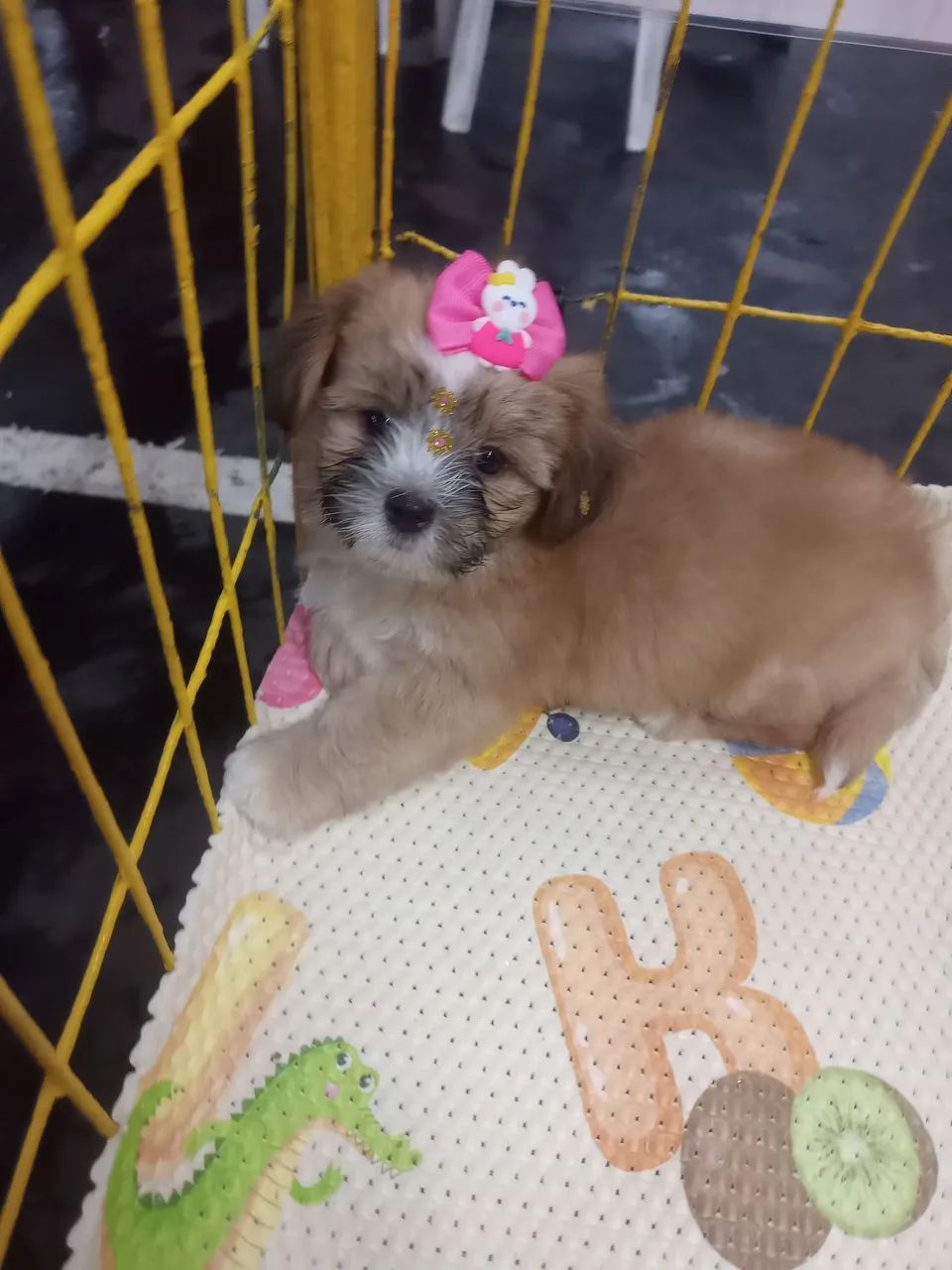 Lindos Filhotes de Shih Tzu Cachorros Alvorada, Manaus