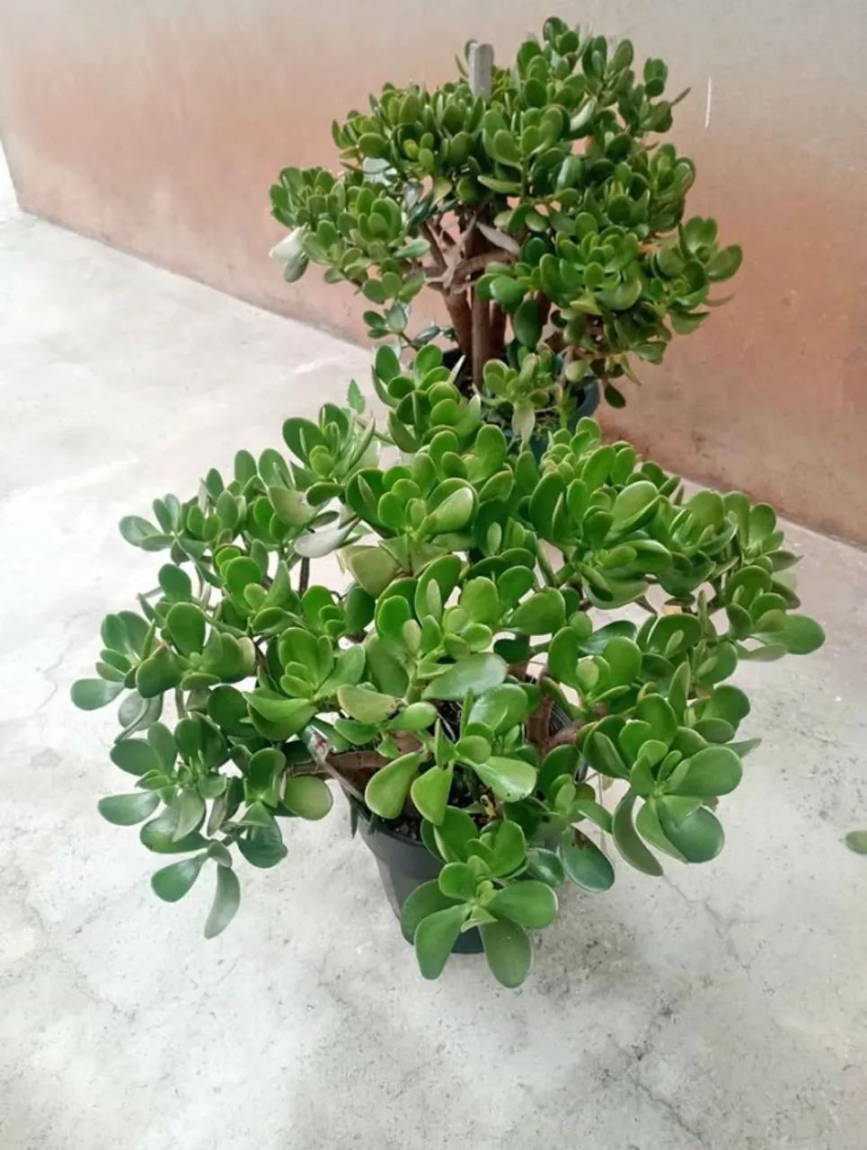Planta conduzida no estilo Bonsai  Jade (Crassula Ovata)  - Foto 4