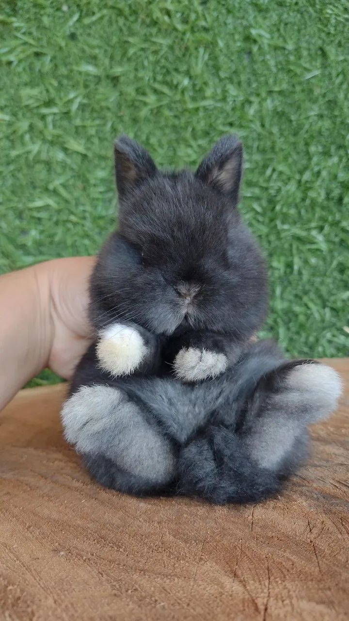 Netherland dwarf linhagem importada 