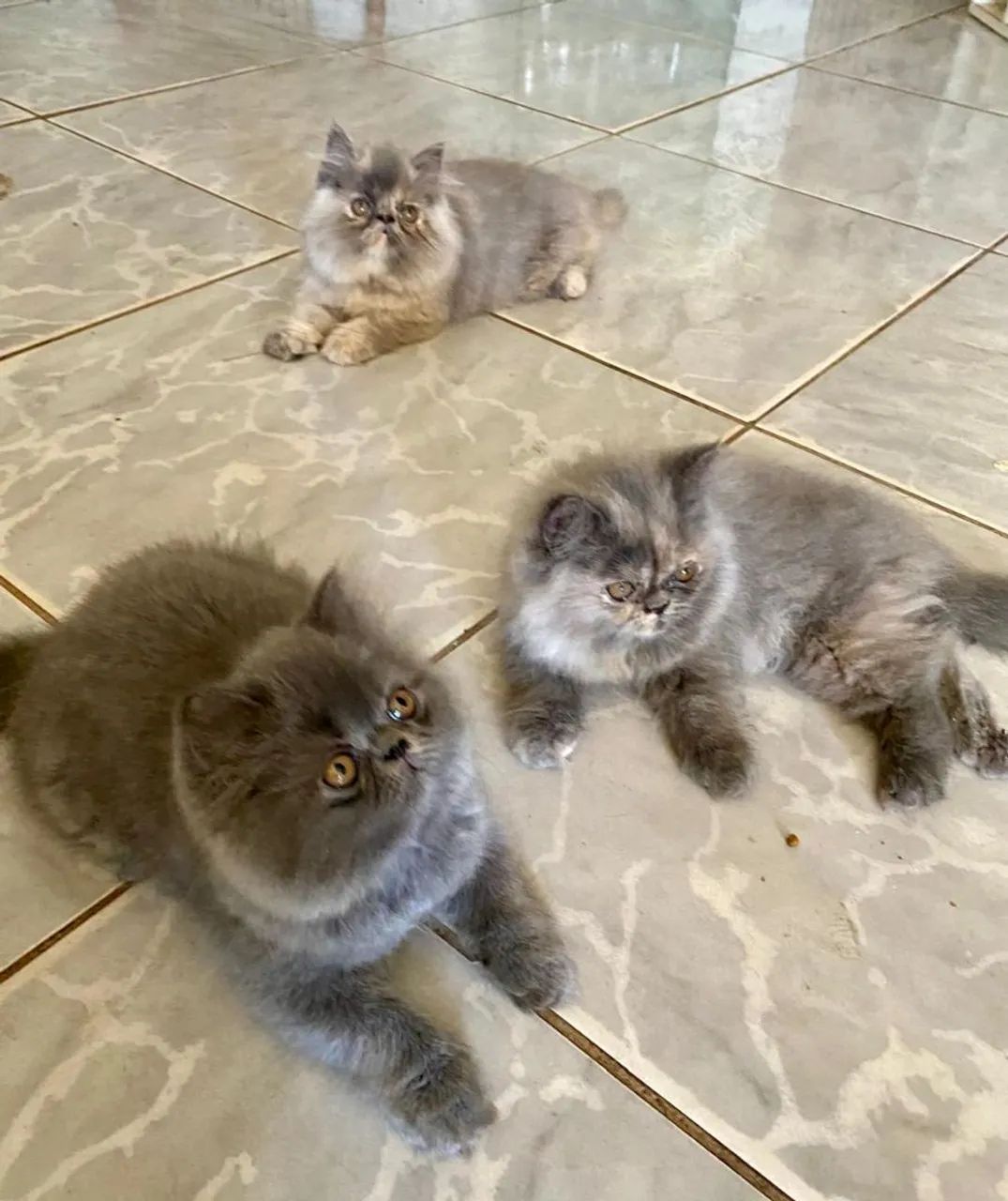 Vendo lindos filhotes de gatos persa  - Foto 5