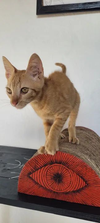 Gatinho laranja para adoção responsável.  - Foto 2