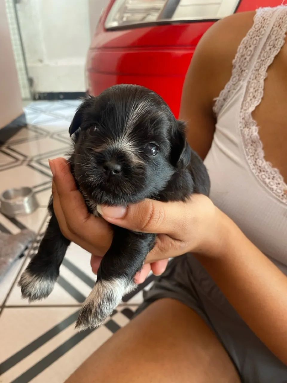 Filhotes de Lhasa Apso - Nascidos em 13/5/25 - Foto 2