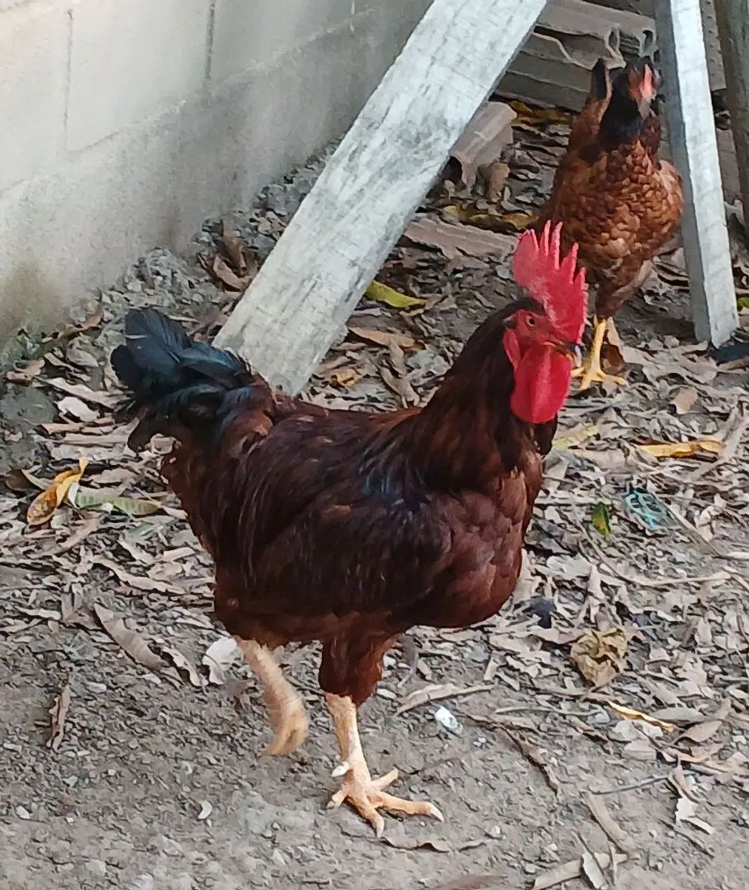 Galo rhodia island red 