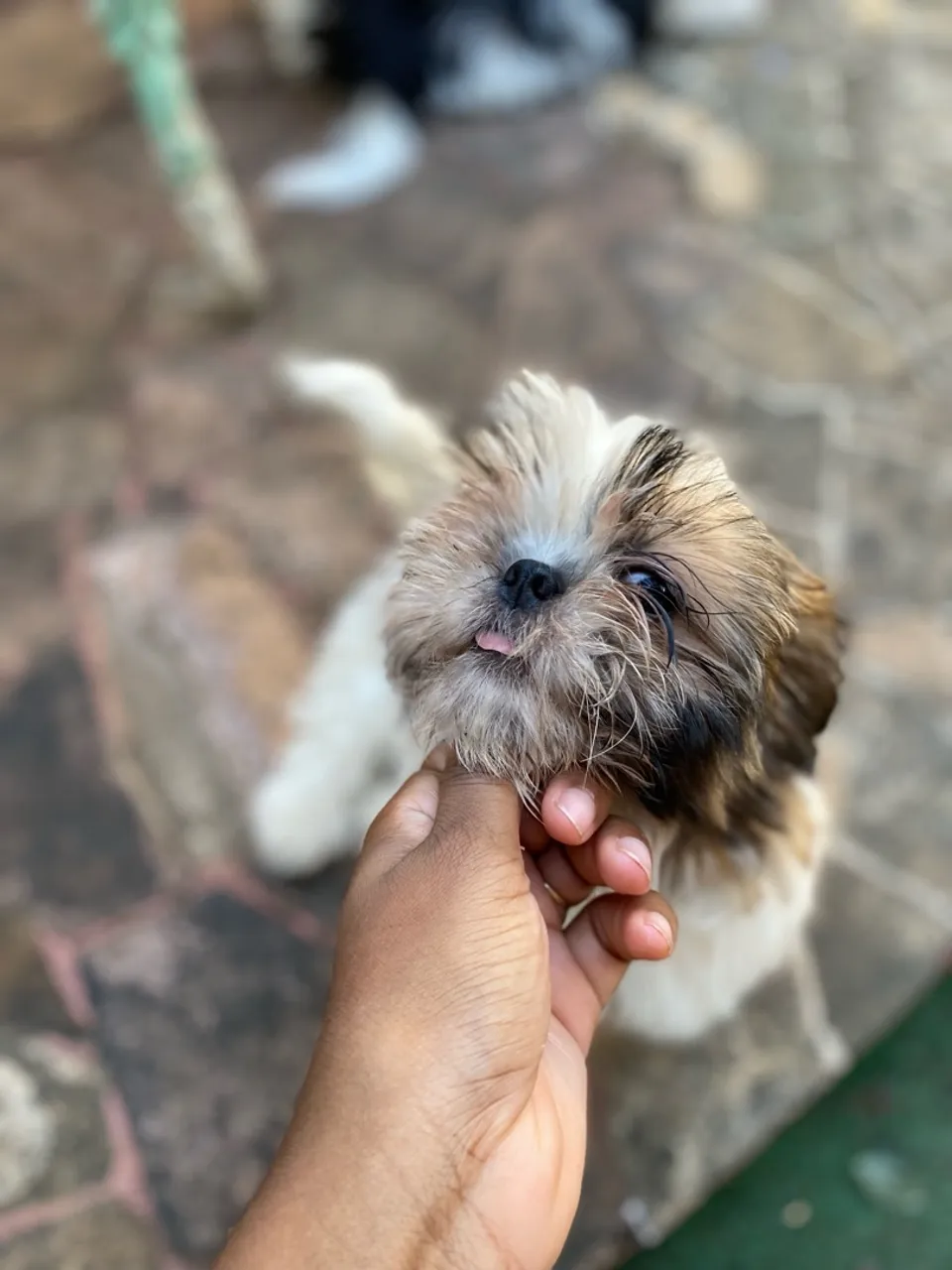 Shih Tzu filhote fêmea