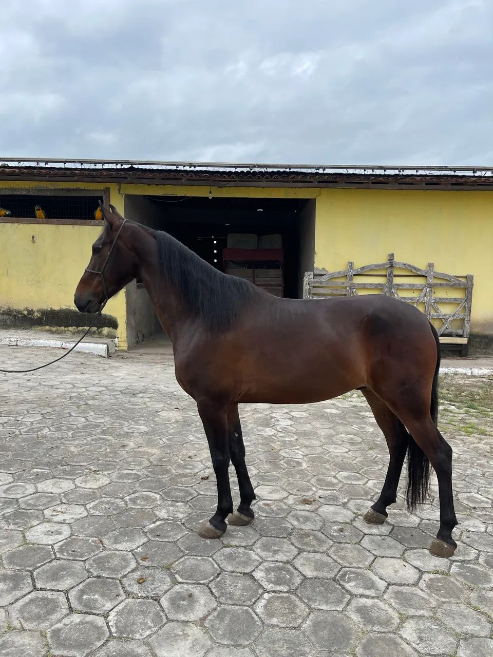 Cavalo Mangalarga Registrado 