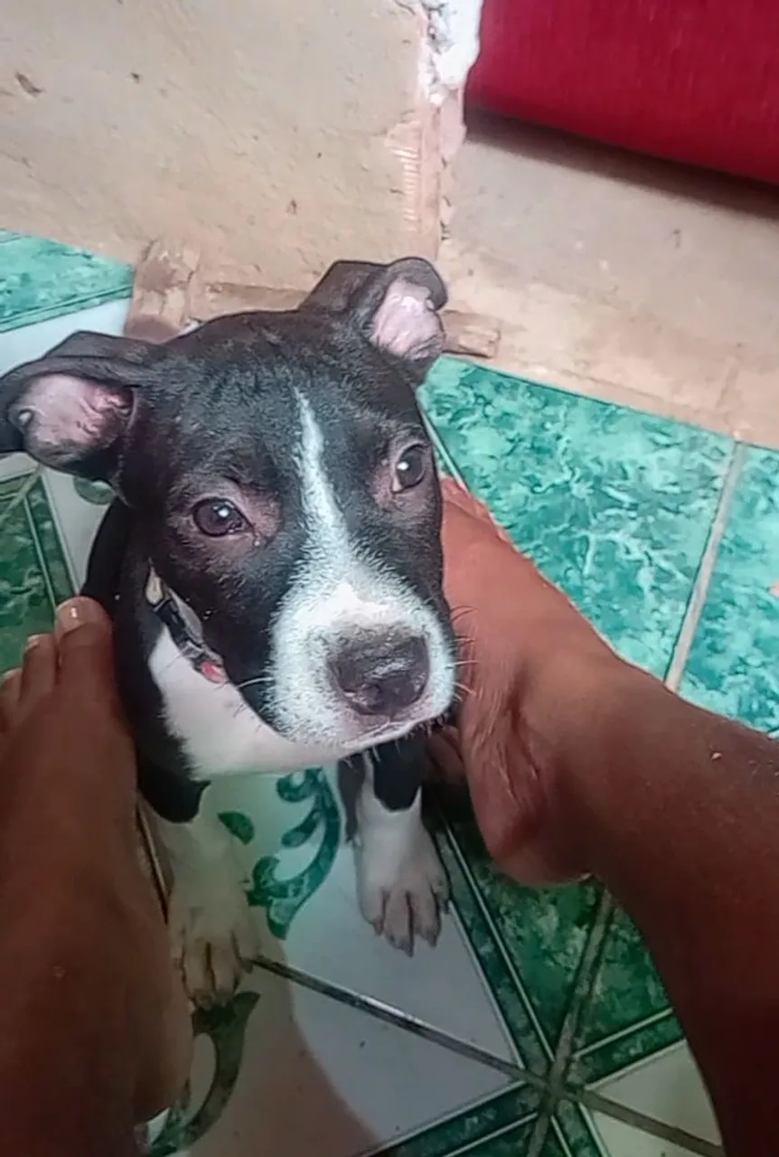 Filhote de Pitbull femea