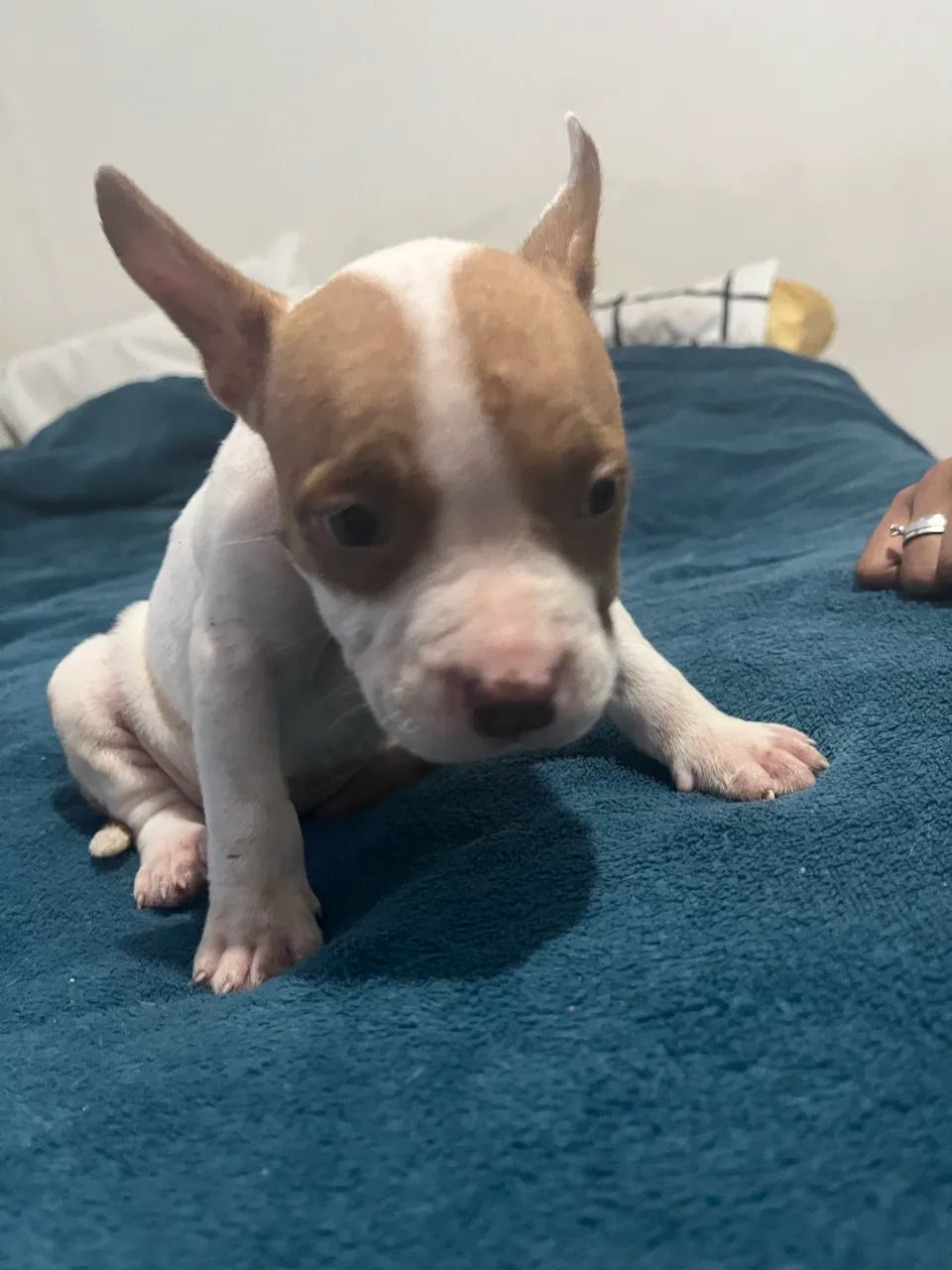 Filhotes de Pitbull disponível!!