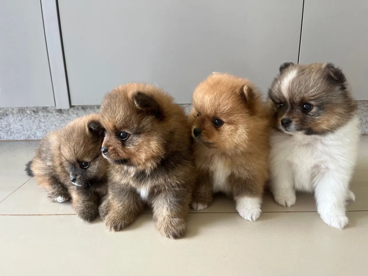 Filhotes de Lulu da Pomerânia - Foto 6