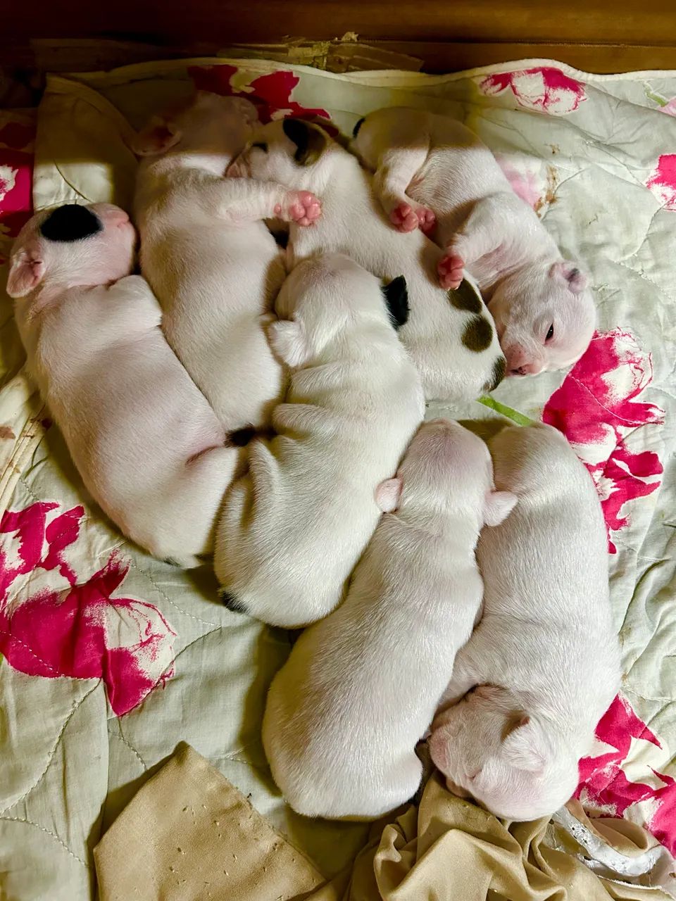 Bulldog francês - Foto 4