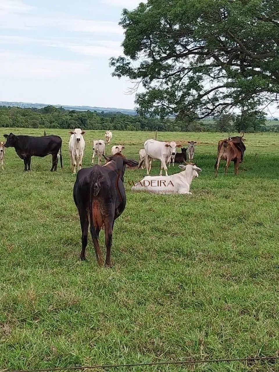 Sítio de 3 alqueires a venda em Terra Rica - PR