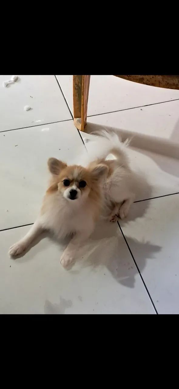 Splitz anã rapozinha - Foto 3