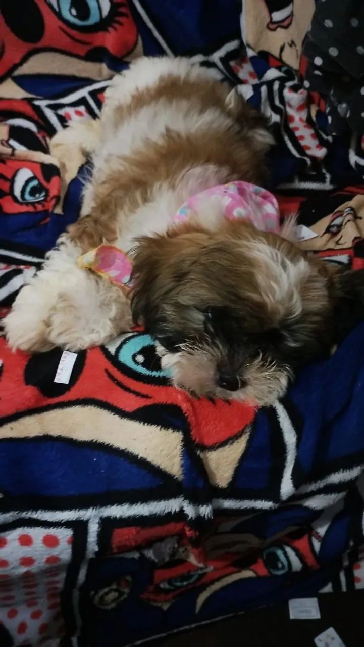 Filhotes fêmea de shihtzu  - Foto 3