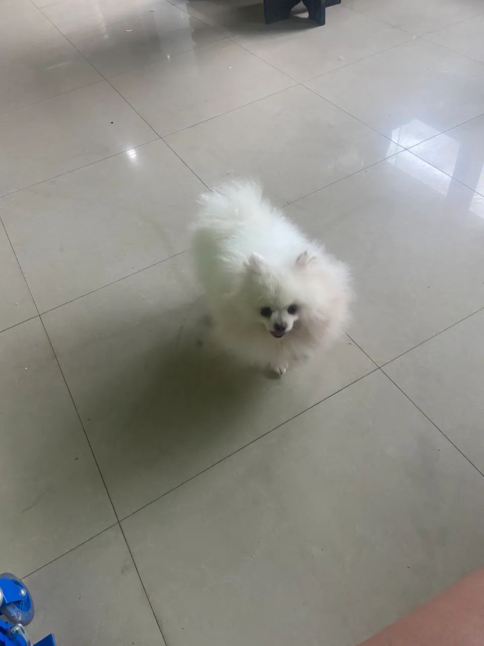 Cachorro