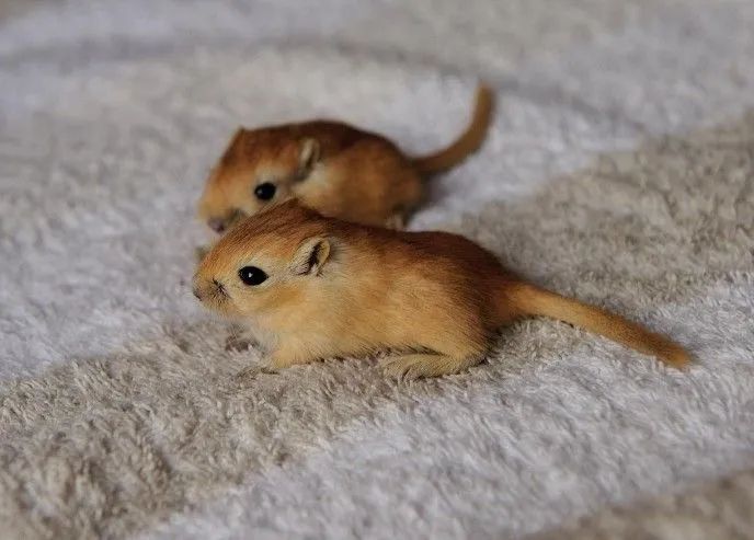 Gerbil machos e fêmeas  - Foto 4