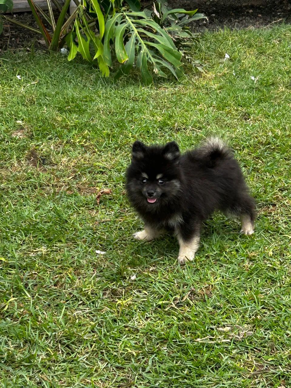 Spitz alemão - Lulu - Cachorros - Centro, Campos dos Goytacazes