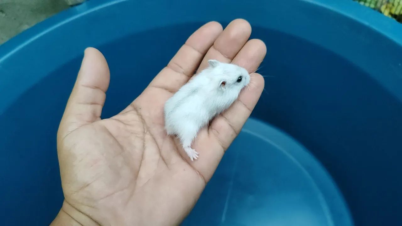 Russian Dwarf Hamster65579533464577124