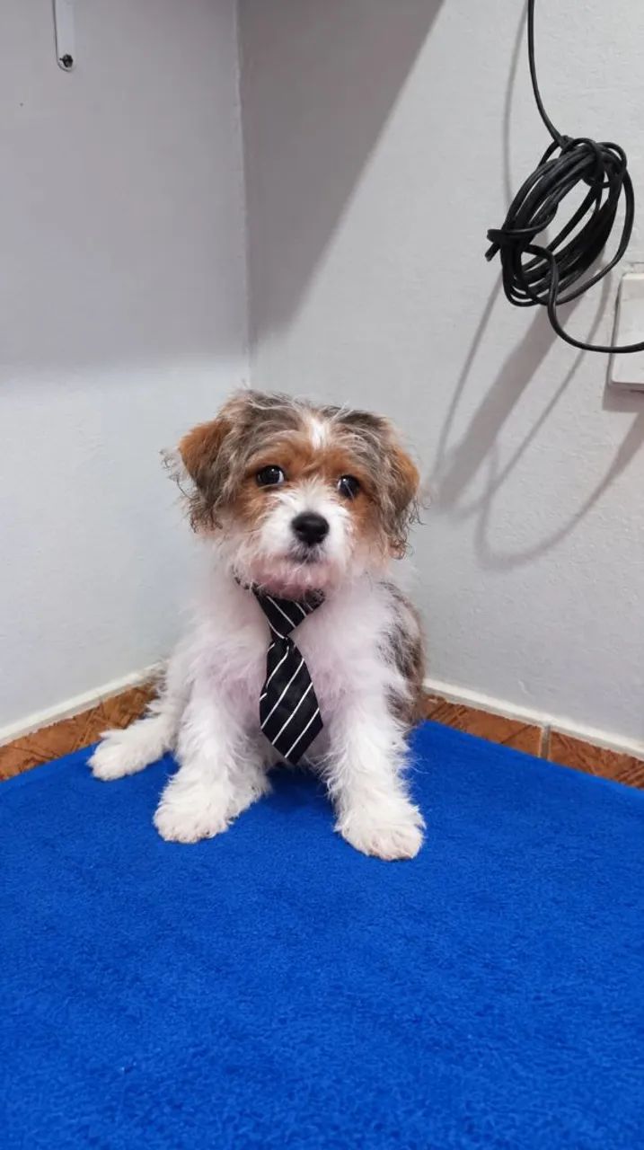Filhote cachorro - Adoção  - Foto 2