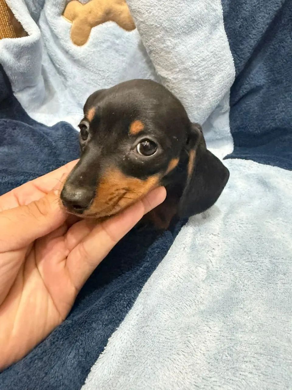 Basset macho  - Foto 2