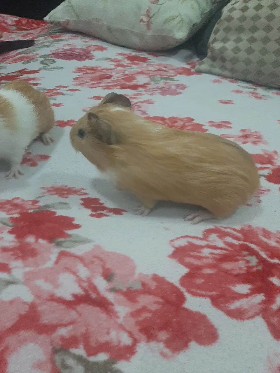 Animal de estimação  - Foto 5