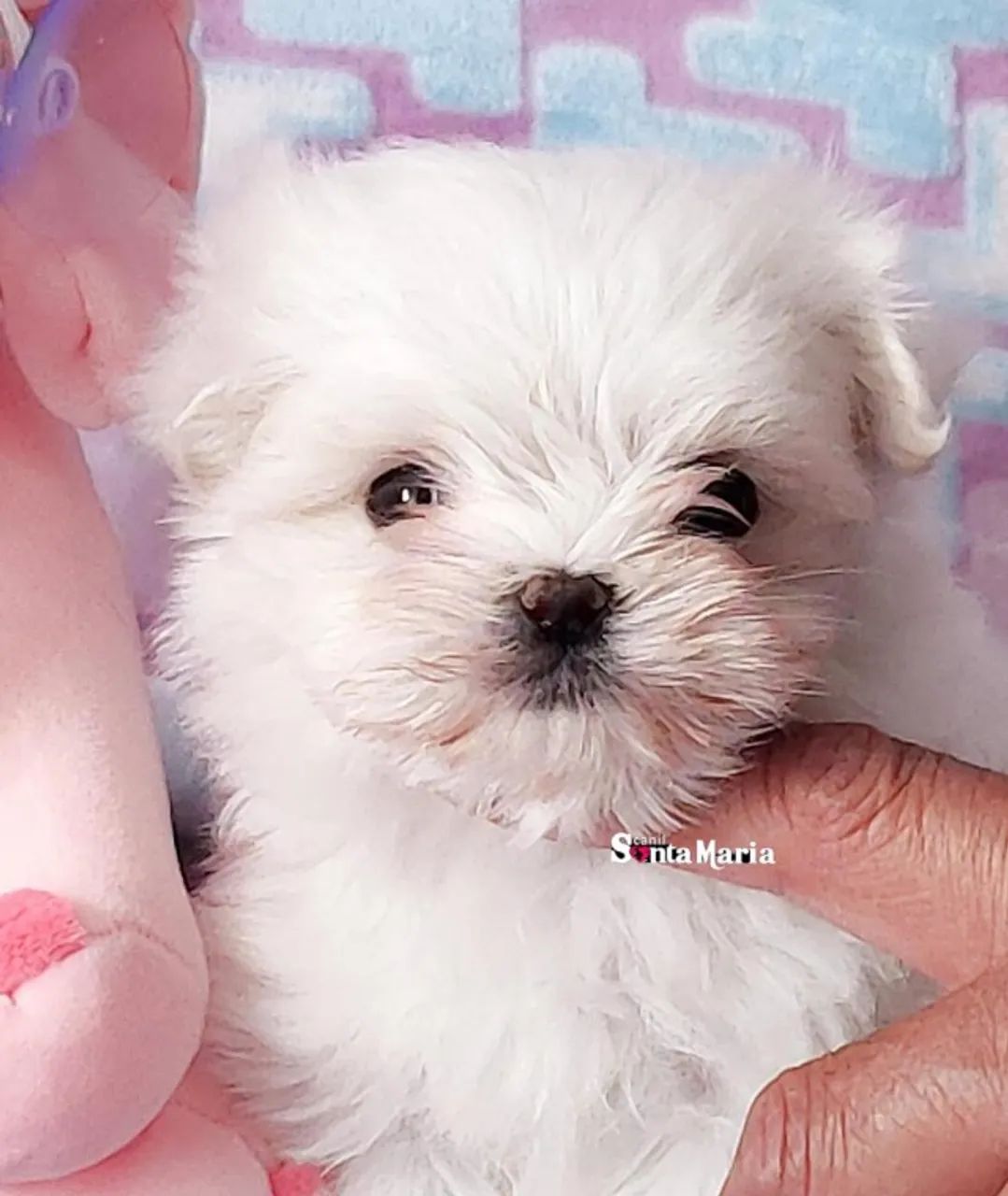 femea maltes mini micro baby face branca pedigree e adestrada - Foto 3
