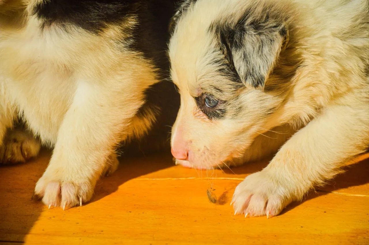Filhotes de border collie  - Foto 2