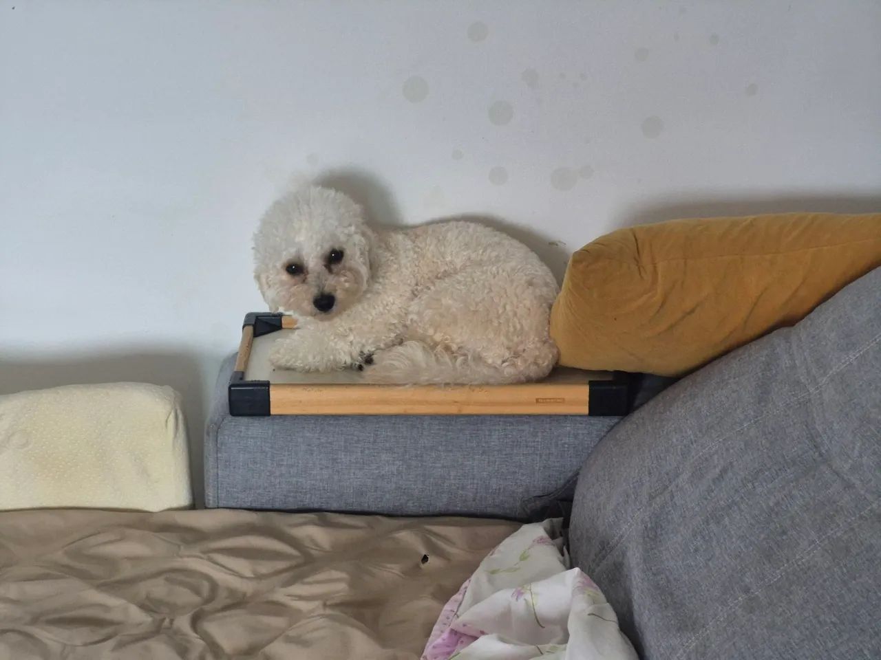 Doação de Poodle - Foto 3