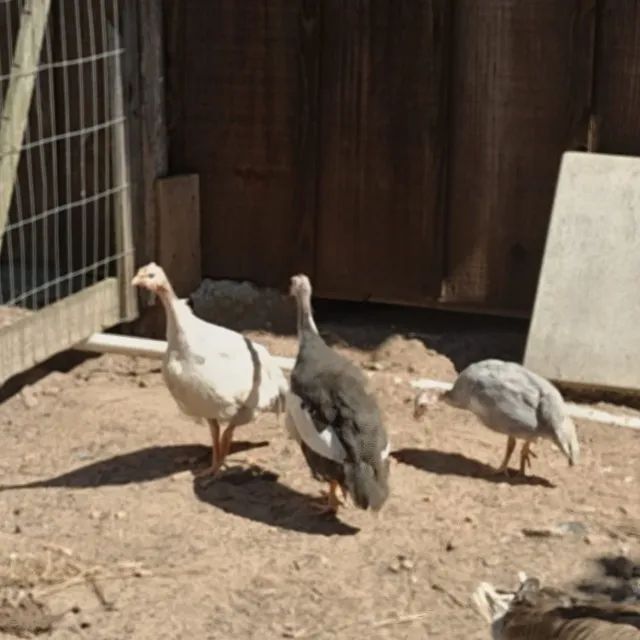 3 Galinhas da Angola