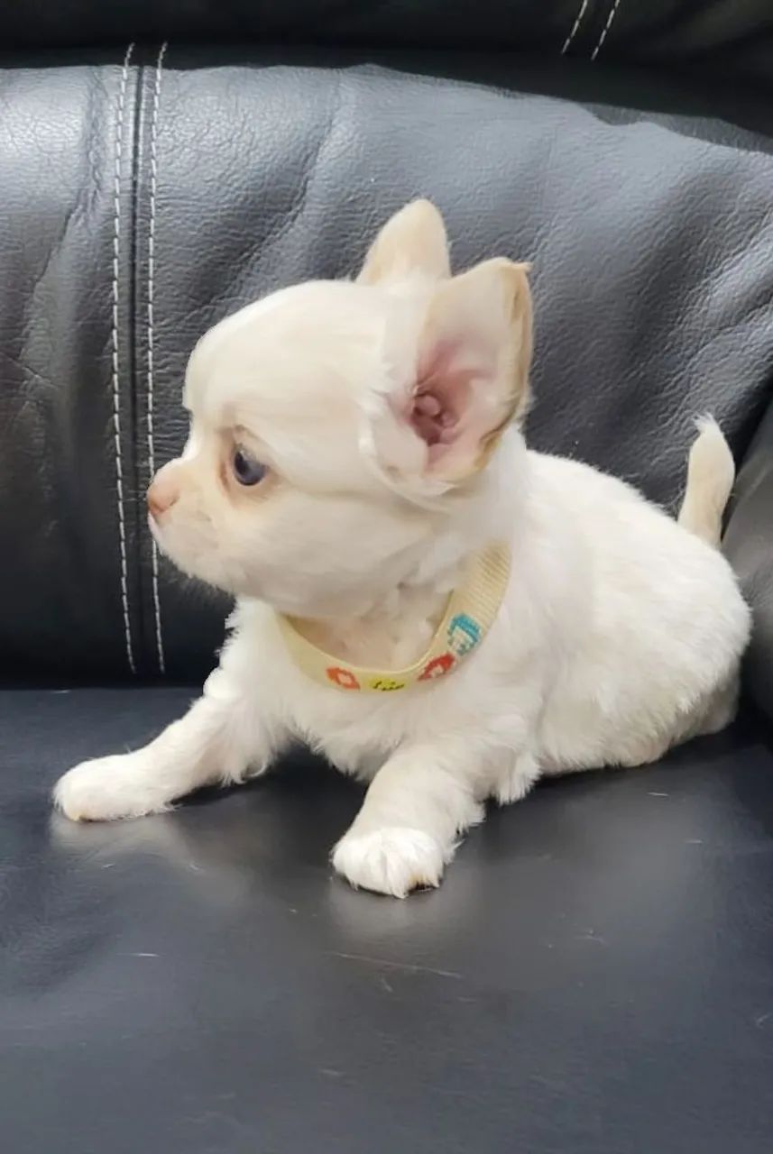 Chihuahua Machinho Pelo Longo!! - Foto 2