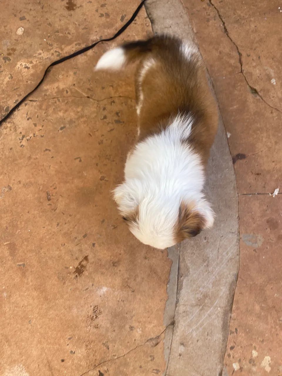 Vendo filhote de lhasa 350,00 - Foto 3