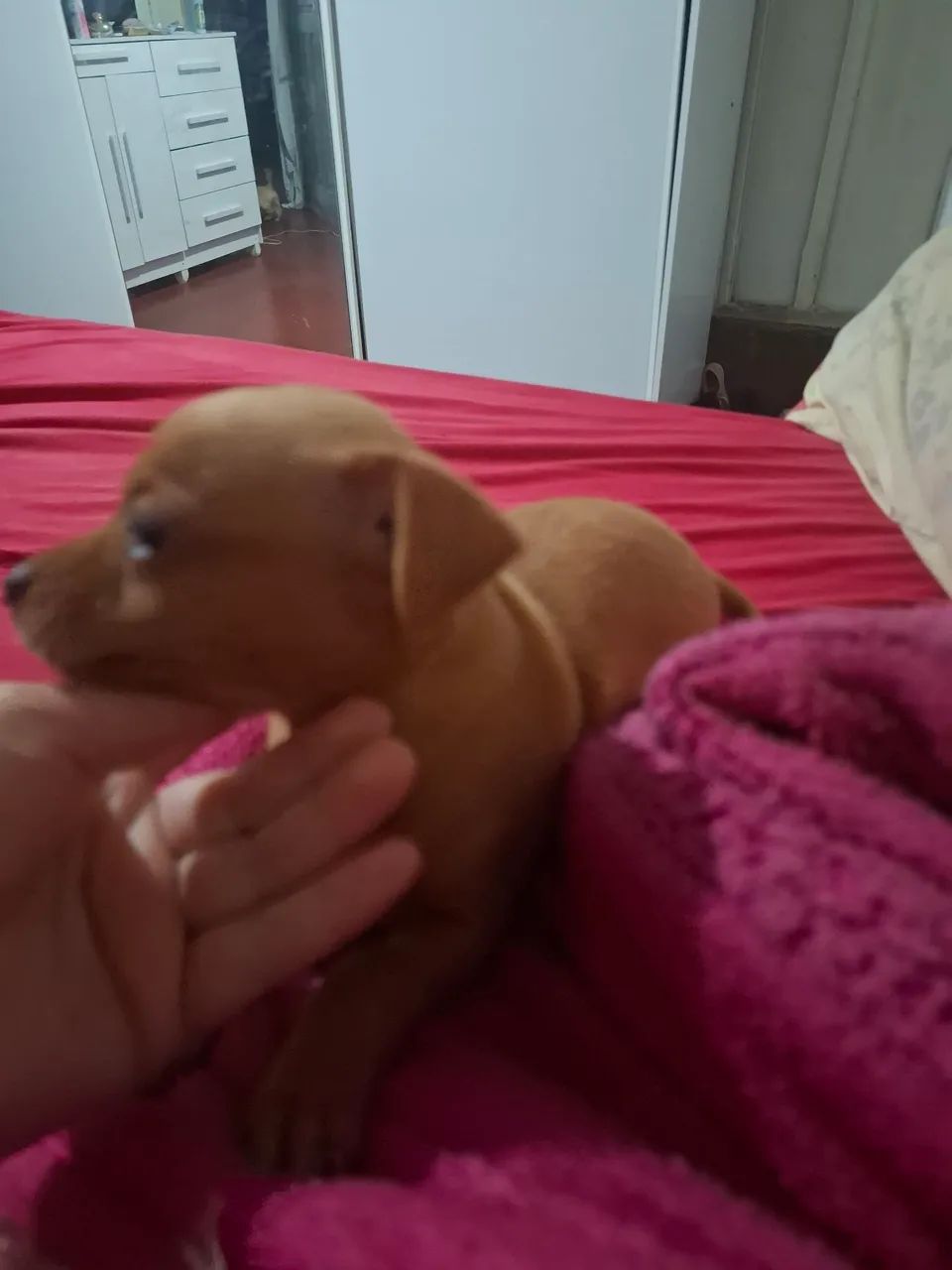 Pincher  - Foto 2