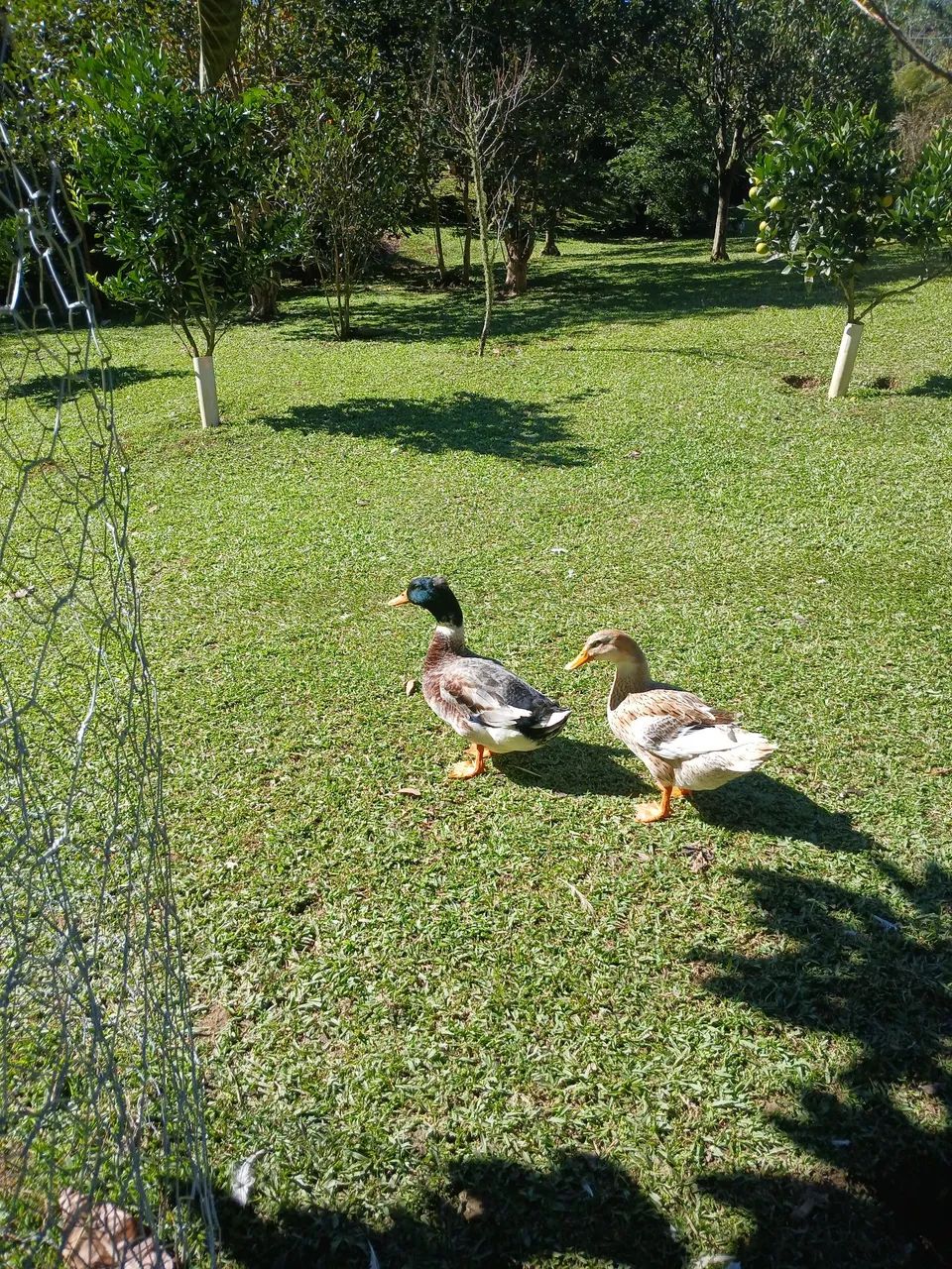 Ovos de marreco rouem misto com pompom e sem pompom  - Foto 4