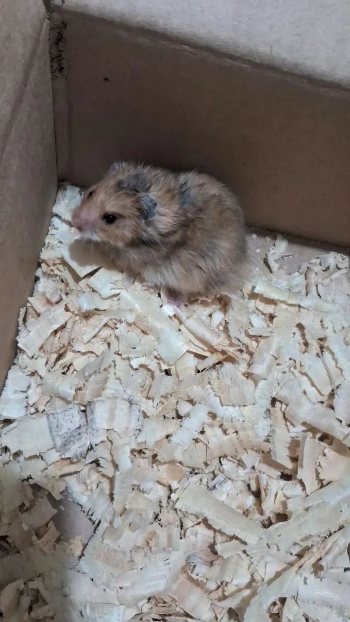 Hamster Sírio Angorá  - Foto 3