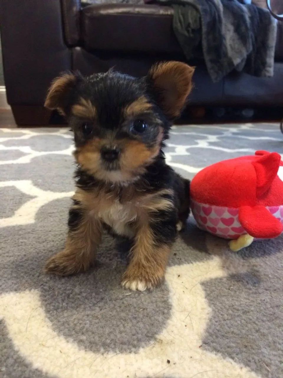 Filhote Yorkshire Terrier, esses filhotes podem causar amor à primeira vista!