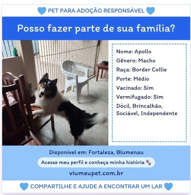 Doa-se Border Collie