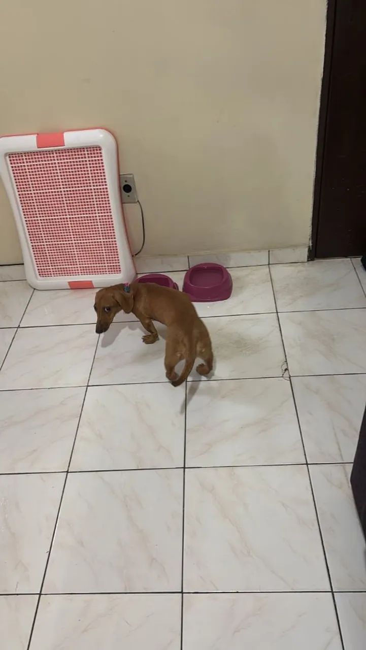 Sanitário Pet - Foto 3