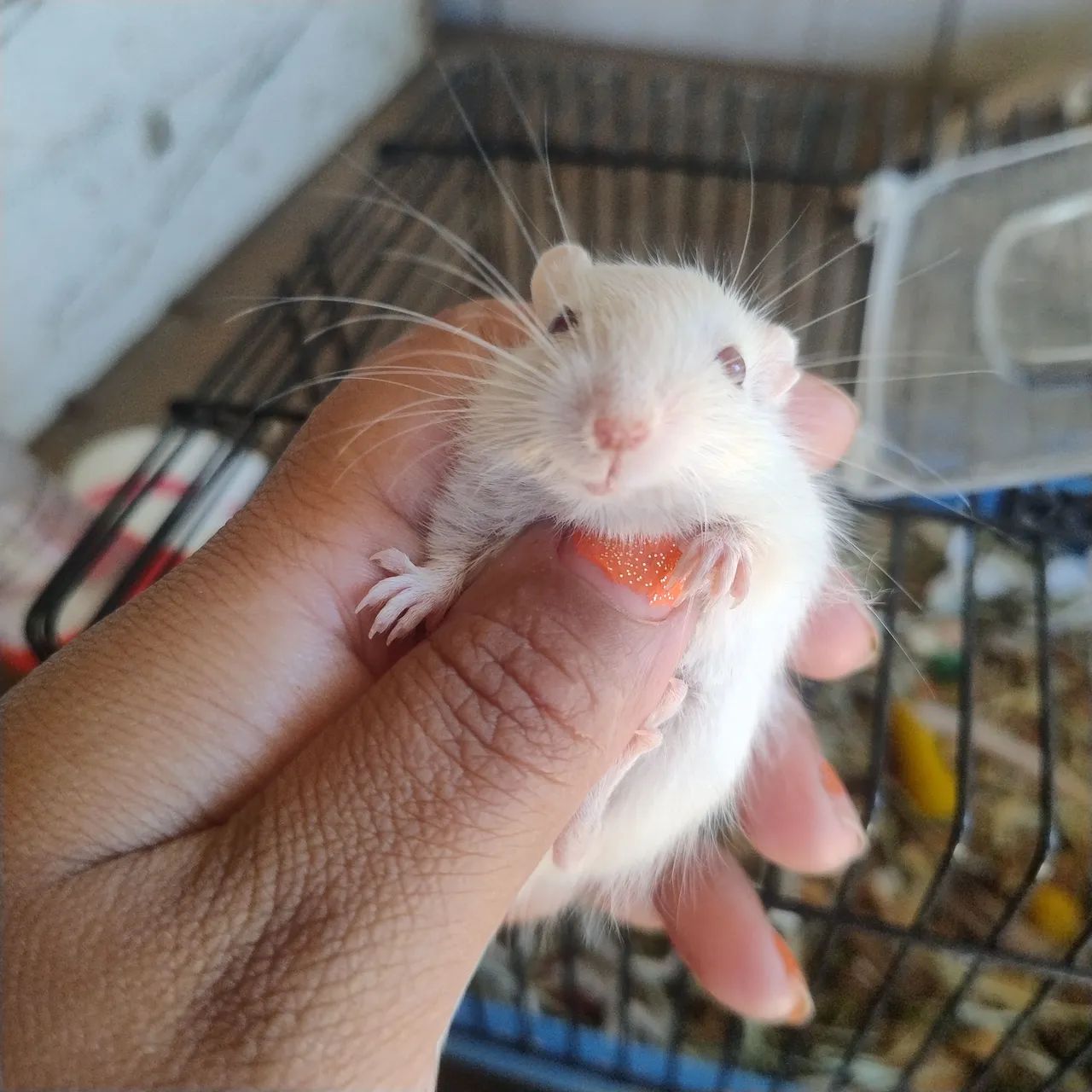 esquilo da Mongólia gerbil filhote por apenas 70 reais - Foto 3