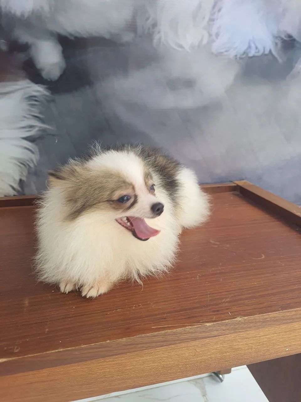 Spitz alemão  - Foto 3
