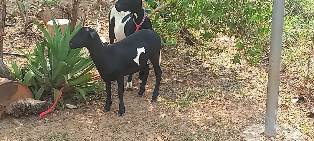 VENDO OVELHAS - Foto 3