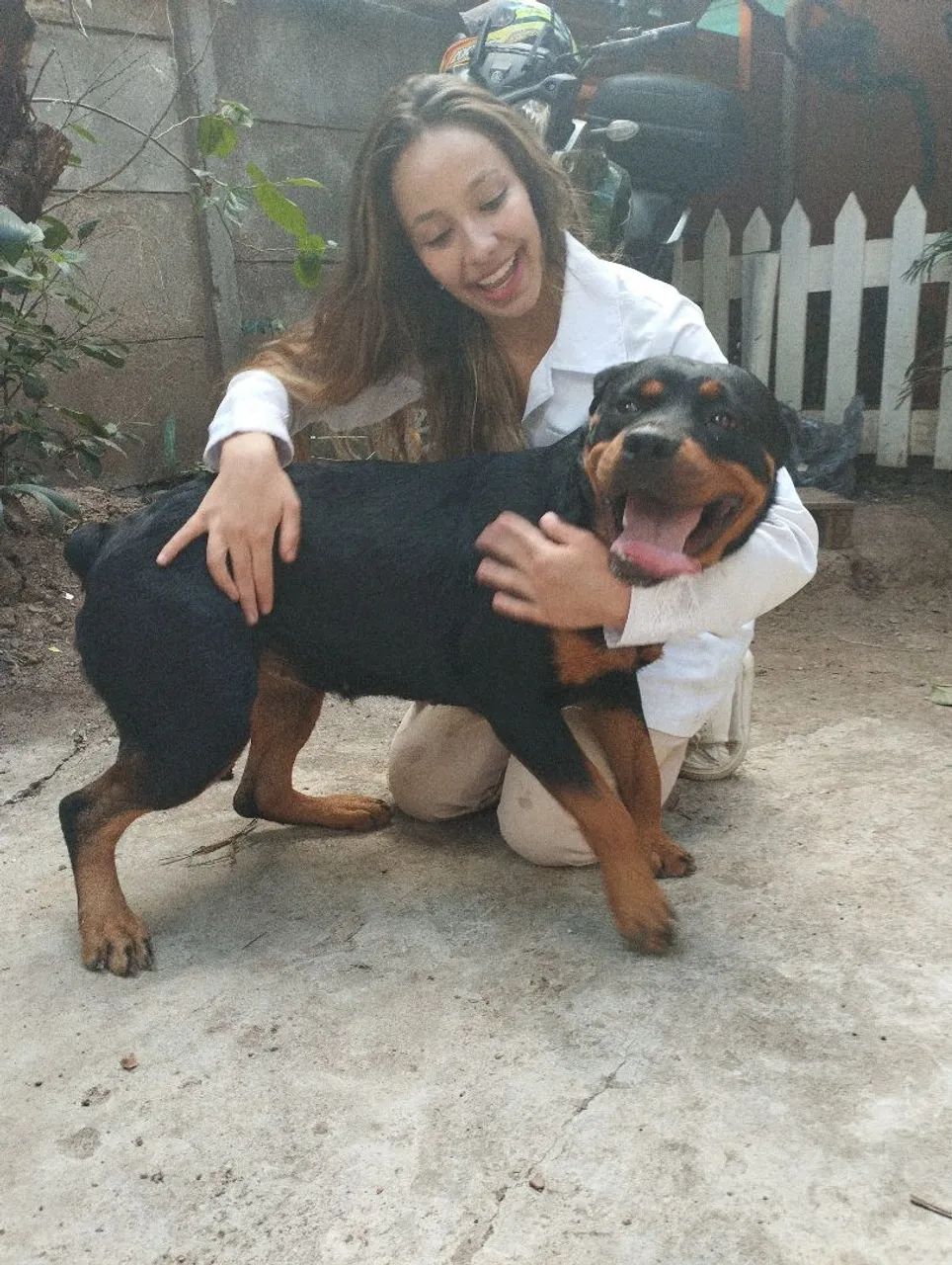 Rottweiler cabeça de touro  - Foto 5