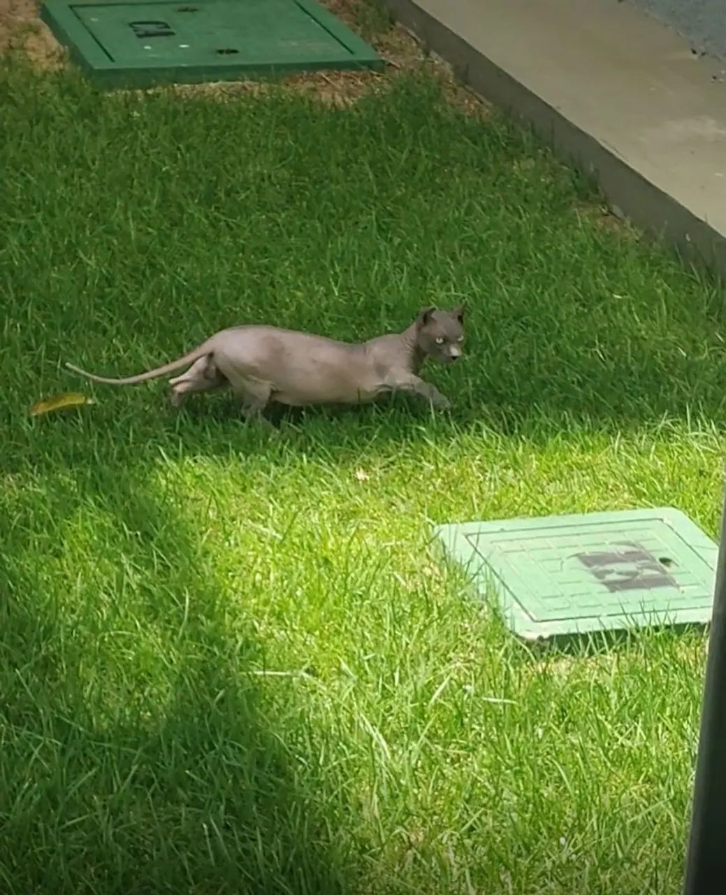 Filhote sphynx dwelf - Foto 2