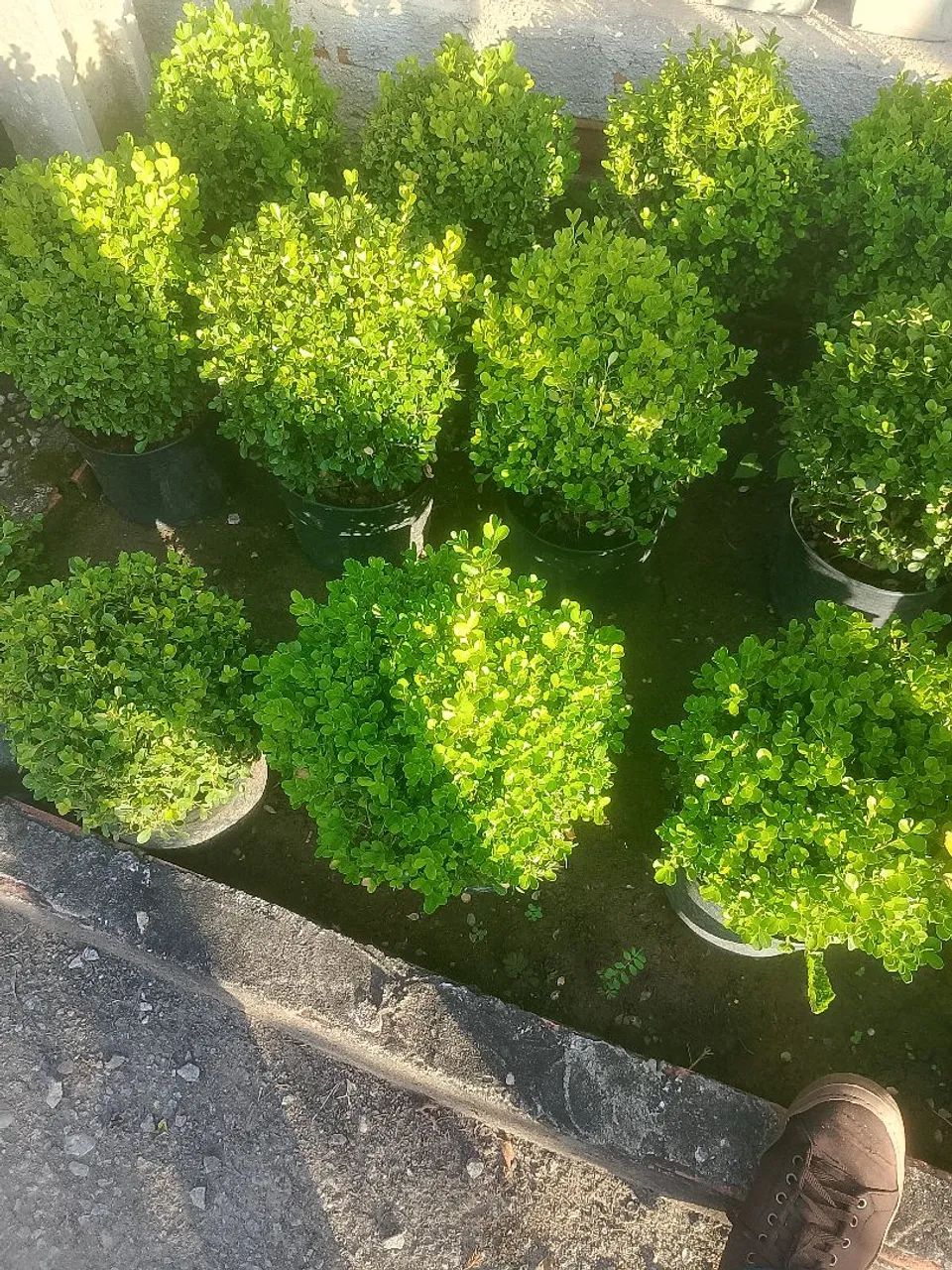 Manutenção de Jardim em geral completa  - Foto 4
