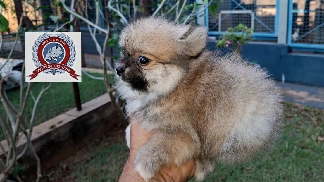 Filhote Mine Spitz Alemão  - Foto 4